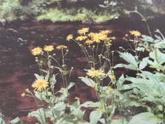Doronicum austriacum