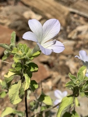 Barleria matopensis
