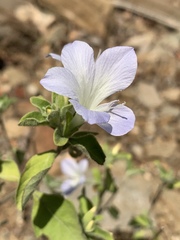 Barleria matopensis