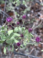 Orbivestus cinerascens