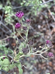 Orbivestus cinerascens