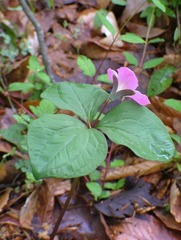 Trillium catesbaei
