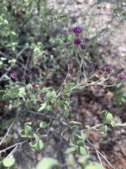 Orbivestus cinerascens