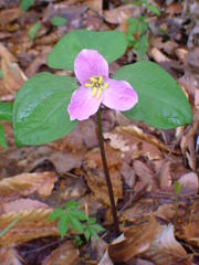 Trillium catesbaei