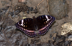 Lexias aeetes