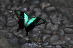 Papilio peranthus
