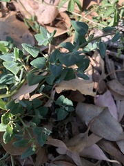 Chenopodium trigonon
