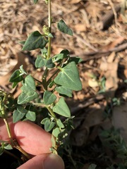Chenopodium trigonon