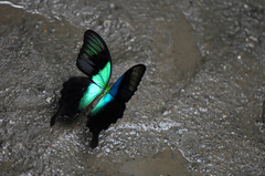 Papilio peranthus