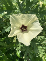 Distimake kentrocaulos