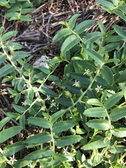 Lobelia concolor