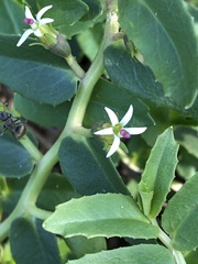 Lobelia concolor