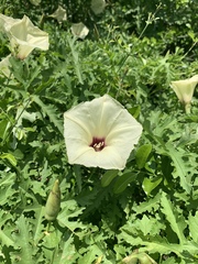 Distimake kentrocaulos