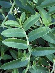 Lobelia concolor