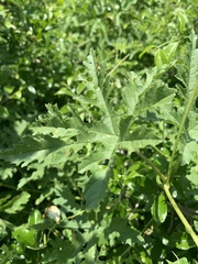 Distimake kentrocaulos