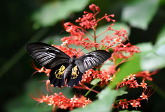 Troides haliphron