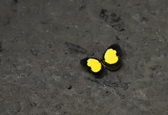 Eurema celebensis