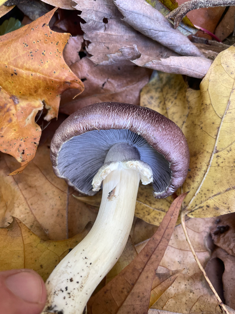 Stropharia rugosoannulata · November 2025 · photo: © skatepunk (iNaturalist, cc0)