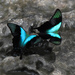 Swift Peacock Swallowtail - Photo (c) Yi-Kai Tea, some rights reserved (CC BY-NC), uploaded by Yi-Kai Tea