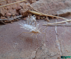 Phyllomorpha lacerata