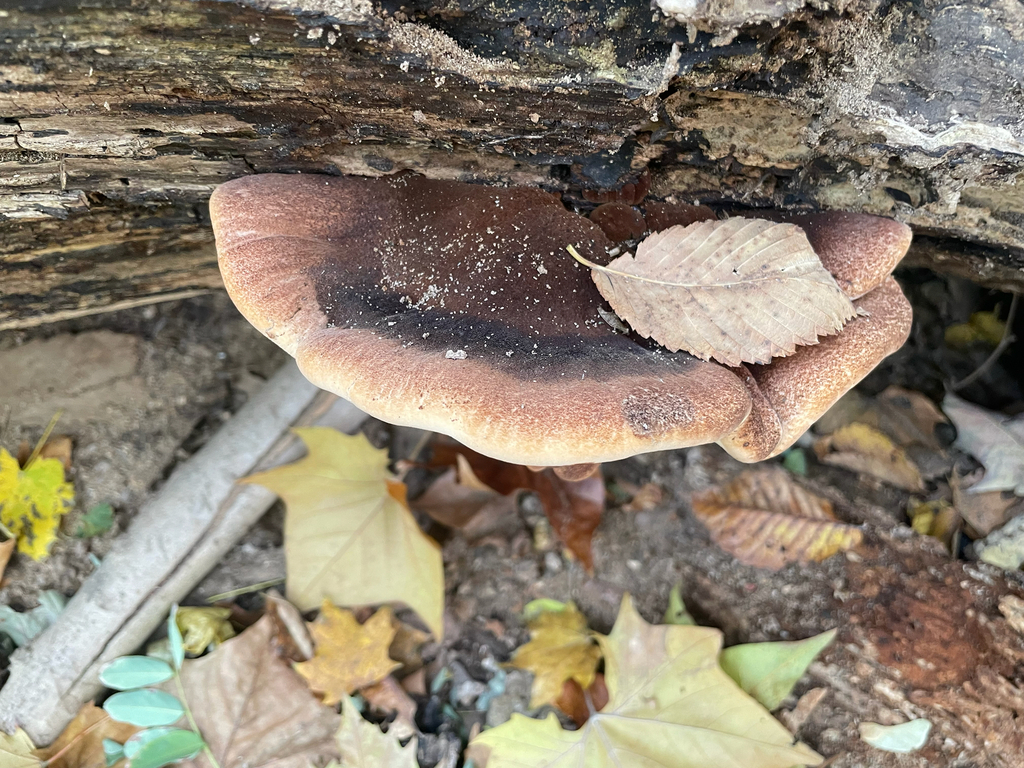 Ischnoderma resinosum · November 2025 · photo: © skatepunk (iNaturalist, cc0)