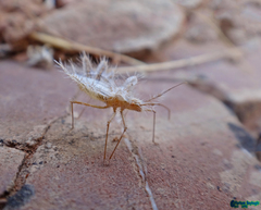 Phyllomorpha lacerata