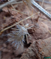 Phyllomorpha lacerata