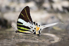Graphium androcles