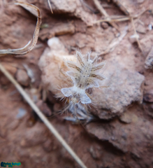 Phyllomorpha lacerata