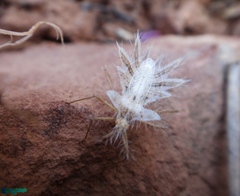 Phyllomorpha lacerata