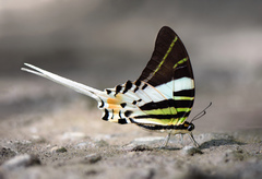 Graphium androcles