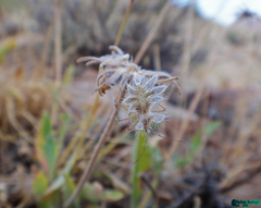 Phyllomorpha lacerata