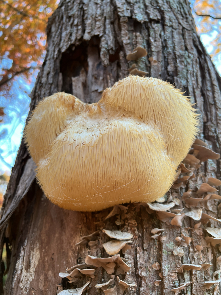 Hericium erinaceus · November 2025 · photo: © mellis (iNaturalist, cc-by)
