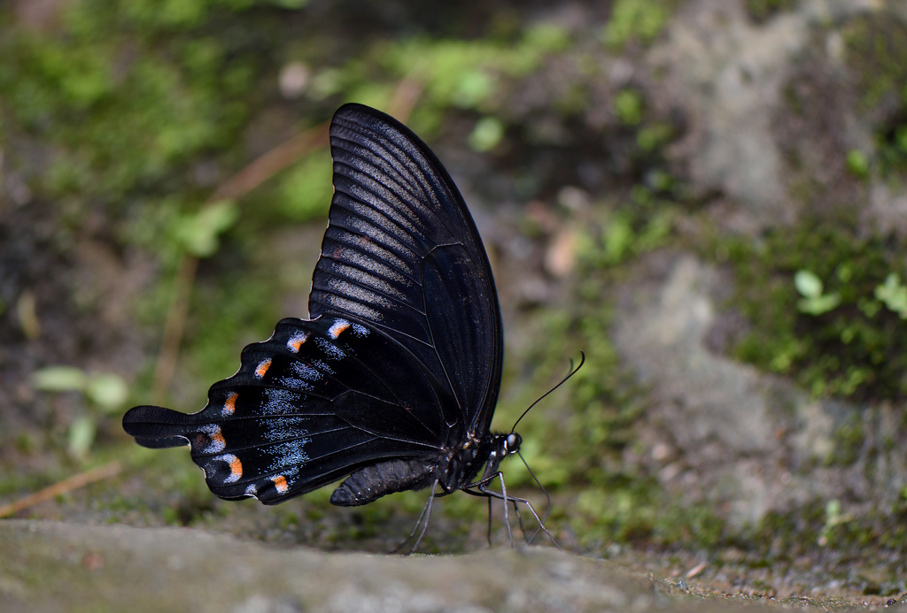Ascalaphus swallowtail