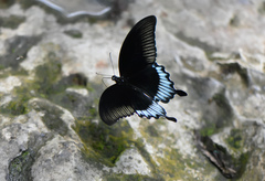 Papilio ascalaphus