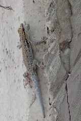 Lygodactylus chobiensis