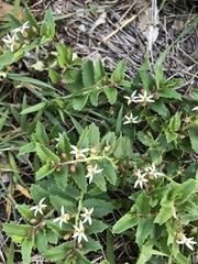 Lobelia concolor