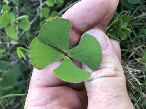 Image of Marsilea hirsuta by (c) Greg Tasney, some rights reserved (CC BY-SA)