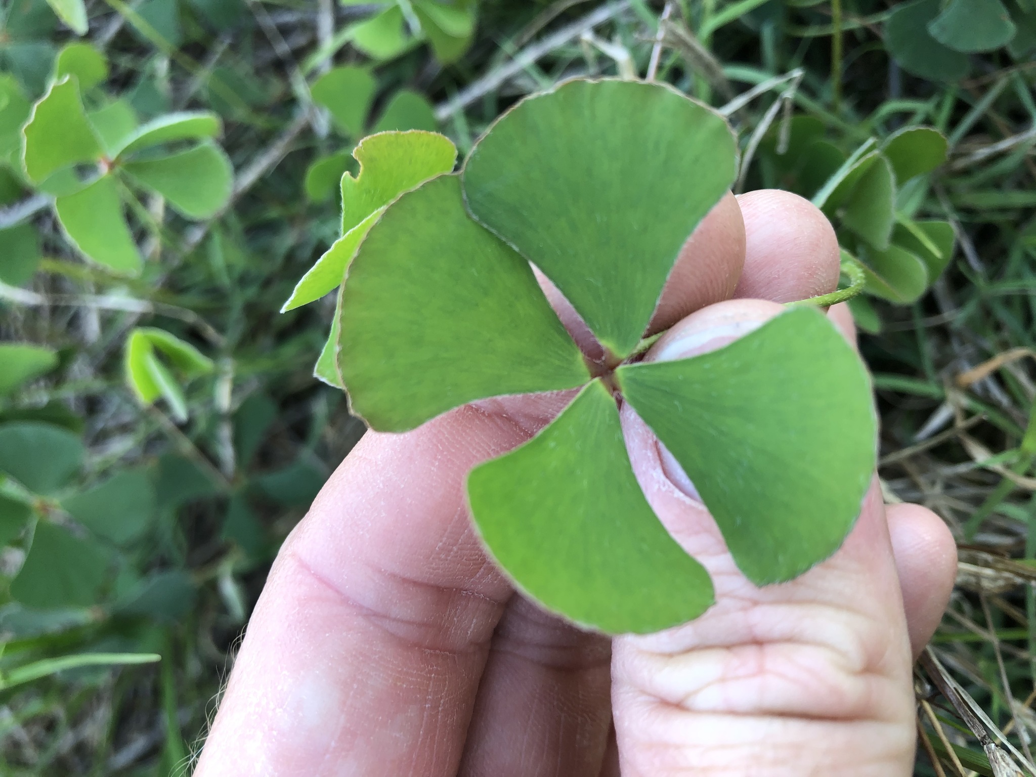 Marsilea hirsuta