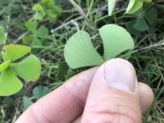 Marsilea hirsuta