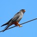 Red-footed Falcon - Photo (c) Алина Урусова, some rights reserved (CC BY)