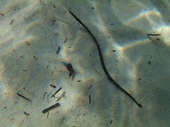 Mitotichthys meraculus