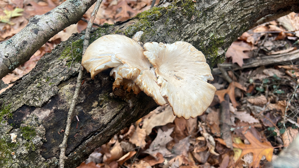 Oyster Mushrooms