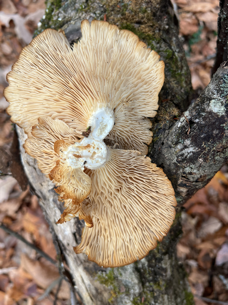 Oyster Mushrooms