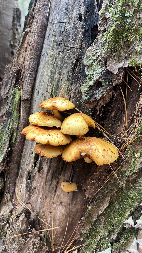 Golden Pholiota