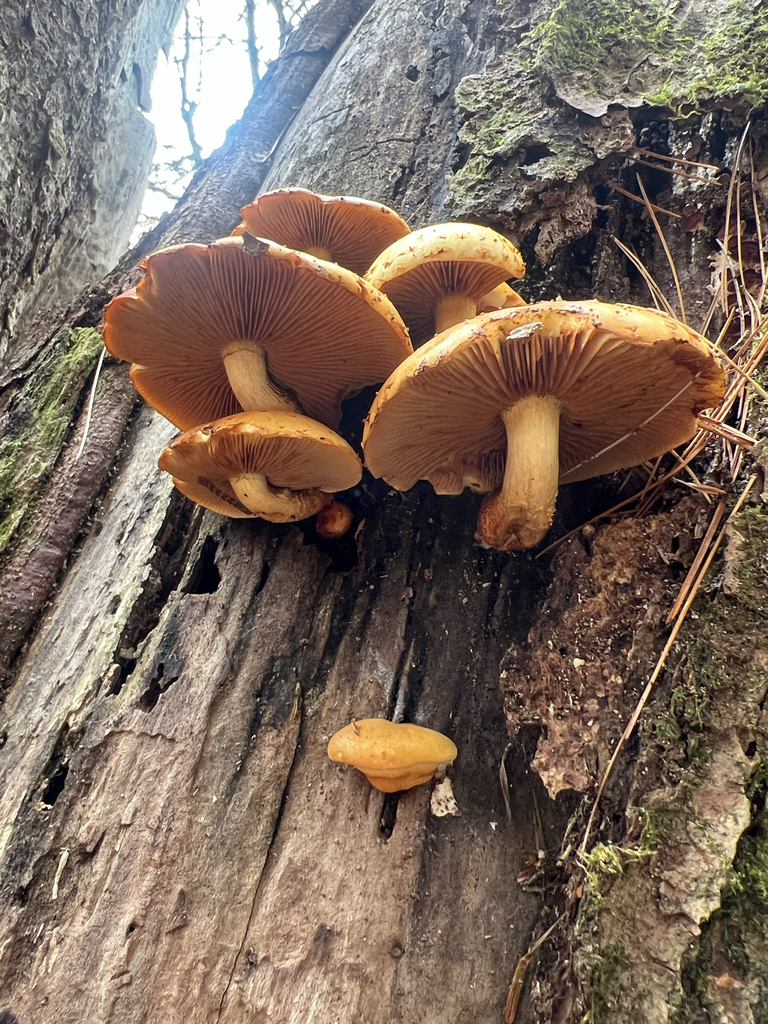 Golden Pholiota