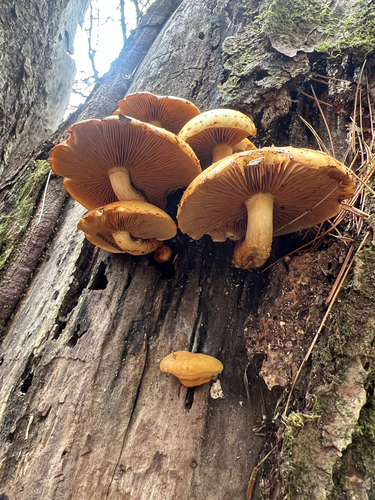 Golden Pholiota