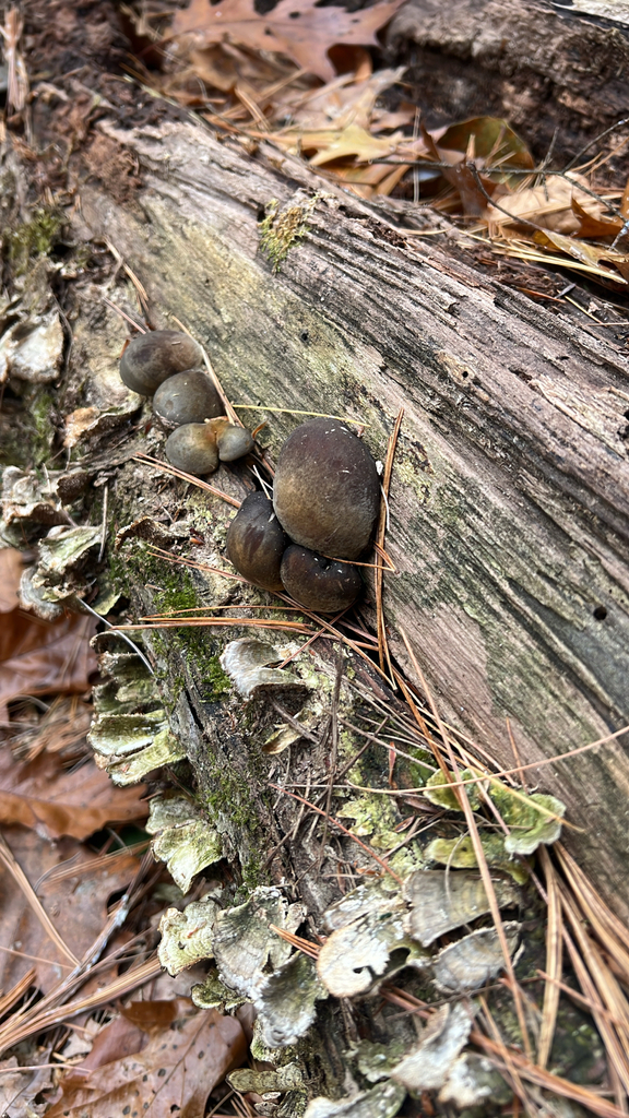 Late Oyster