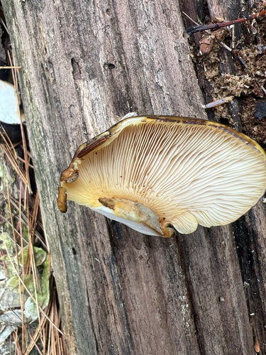Late Oyster