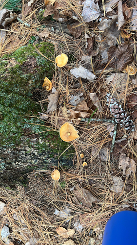 False Chanterelle